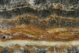 Rare North Pole Dome Stromatolite Slice - Billion Years #150685-1